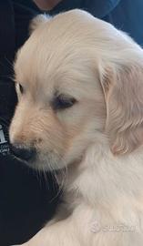 Golden retriever cuccioli