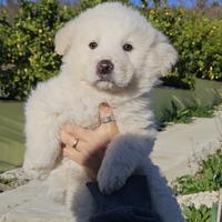 Cuccioli di pastore maremmano