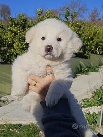 Cuccioli di pastore maremmano