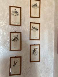 Quadretti con uccelli