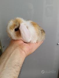 Coniglio nano ariete mini lop