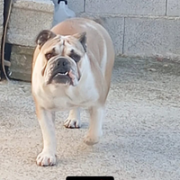 Bulldog inglese