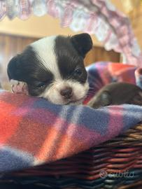 Cucciola chihuahua micro pelo lungo