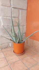 Pianta di Aloe Vera con vaso