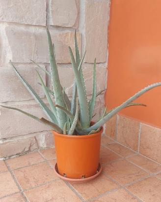 Pianta di Aloe Vera con vaso