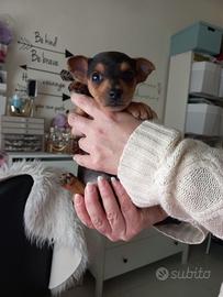 Cuccioli pinscher nani