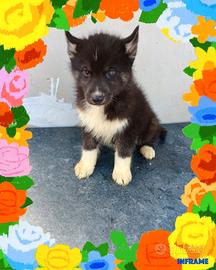 Husky con pedigree enci