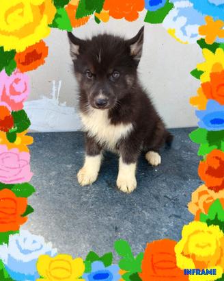 Husky con pedigree enci