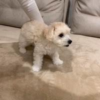 Cucciola di Maltipoo taglia piccola