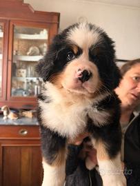 Cuccioli di bovaro del bernese