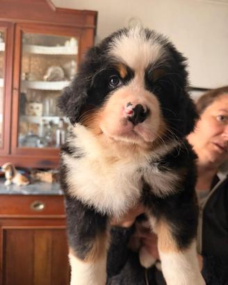Cuccioli di bovaro del bernese