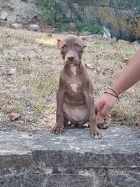 Pitbull cuccioli