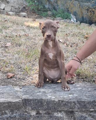 Pitbull cuccioli
