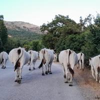 Mucche vacche marchigiane gravide