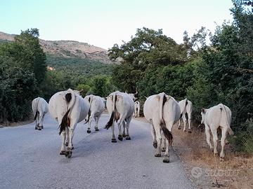 Mucche vacche marchigiane gravide