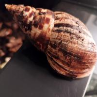 Chiocciole africane giganti achatina reticolata