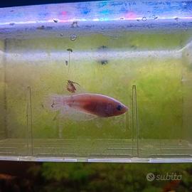 Betta femmina