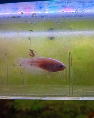 Betta femmina