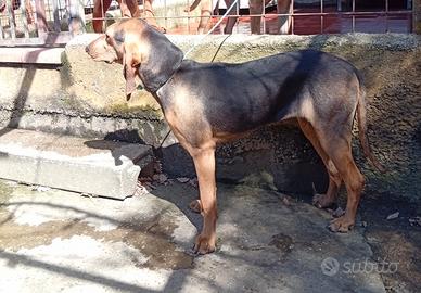 Disponibile cucciola di 5/6 mesi