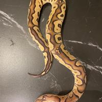 Ball Phyton, Pitone Reale, Rettili, serpenti