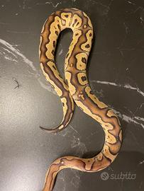 Ball Phyton, Pitone Reale, Rettili, serpenti