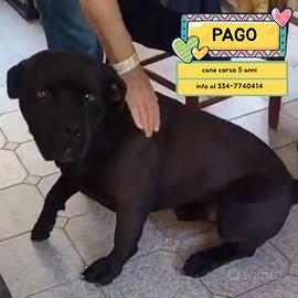Pago cane corso 5 anni in adozione a Latina