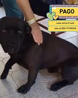 Pago cane corso 5 anni in adozione a Latina