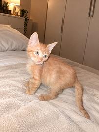 Gattino rosso piccolo dolcissimo