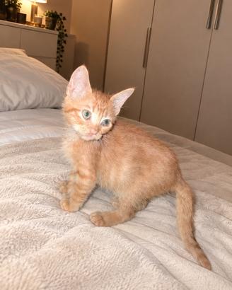 Gattino rosso piccolo dolcissimo