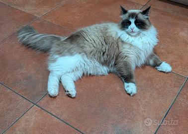 Maschio di Siberiano Neva Masquerade 11 mesi