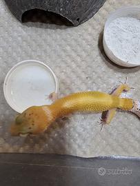 Geco leopardino