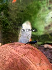 Gamberetti acquario dolce neocaridine davidi antia
