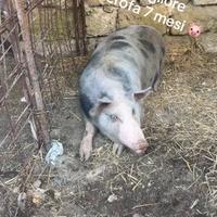 Maiali