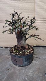 pre bonsai cotoneaster 