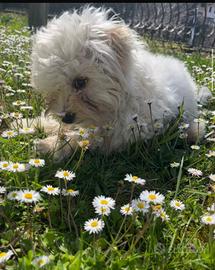 Cuccioli di Maltese con genitori di razza