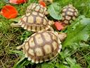 tartarughe-di-terra-geochelone-sulcata-con-documen