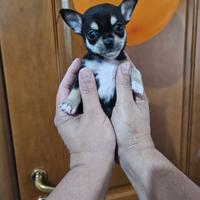 Chihuahua mini toy con pedigree