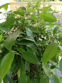 pianta ficus