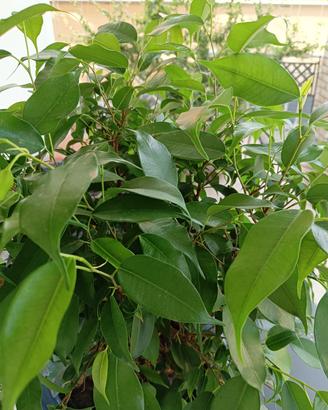 pianta ficus