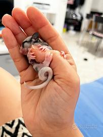 Petauro dello Zucchero