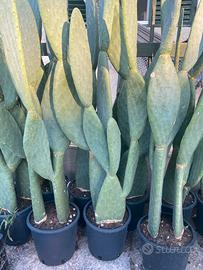 fichi d’india