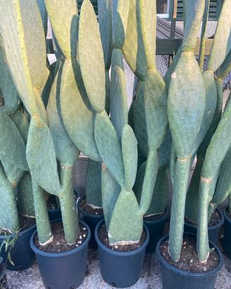 fichi d’india