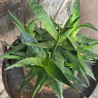 Aloe mitrifirmis