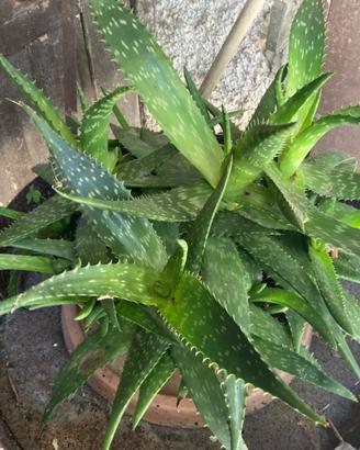 Aloe maculata