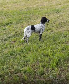 Setter inglese femmina