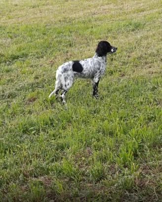 Setter inglese femmina