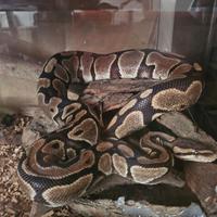 Pitone reale ancestrale