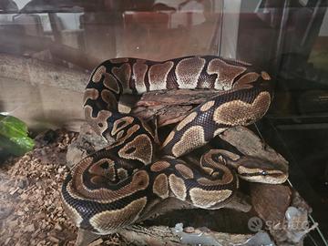 Pitone reale ancestrale