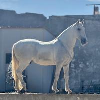 Cavallo Lusitano