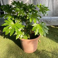 Aralia Giapponese "Fatsia japonica"